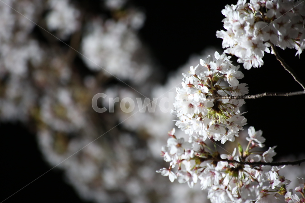 봄,야경,벚꽃,흰색,야간촬영,봄,계절,spring,season,식물,자연,plants,nature,꽃,flower,plant