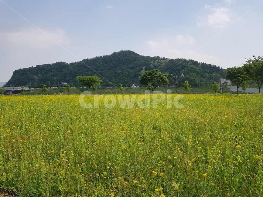 옥외,자연,농장,들,목초지,농촌,countryside,farm,meadow,nature,rural,outdoors,grassland,field,유채꽃,봄,산,구름,하늘