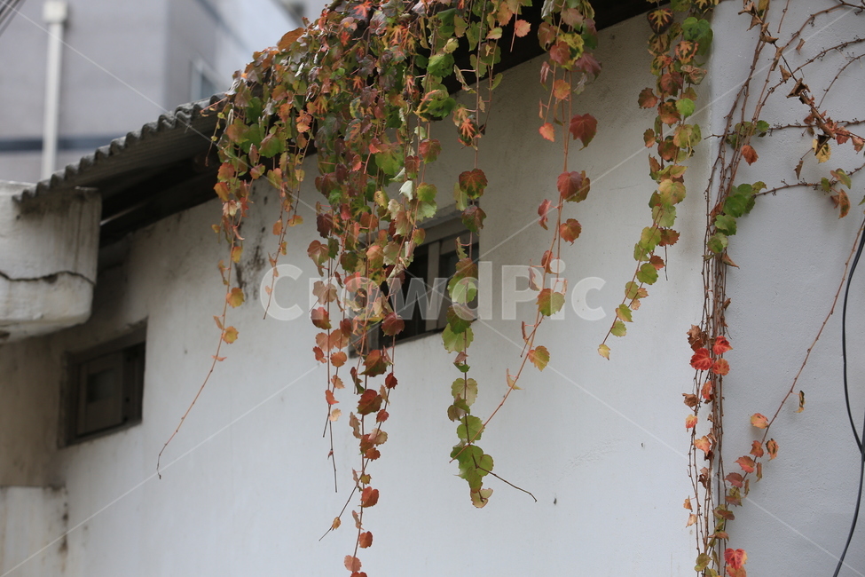 담쟁이,식물,지붕,빨강,집,가을,계절,fall,autumn,season,식물,자연,plants,nature,plant