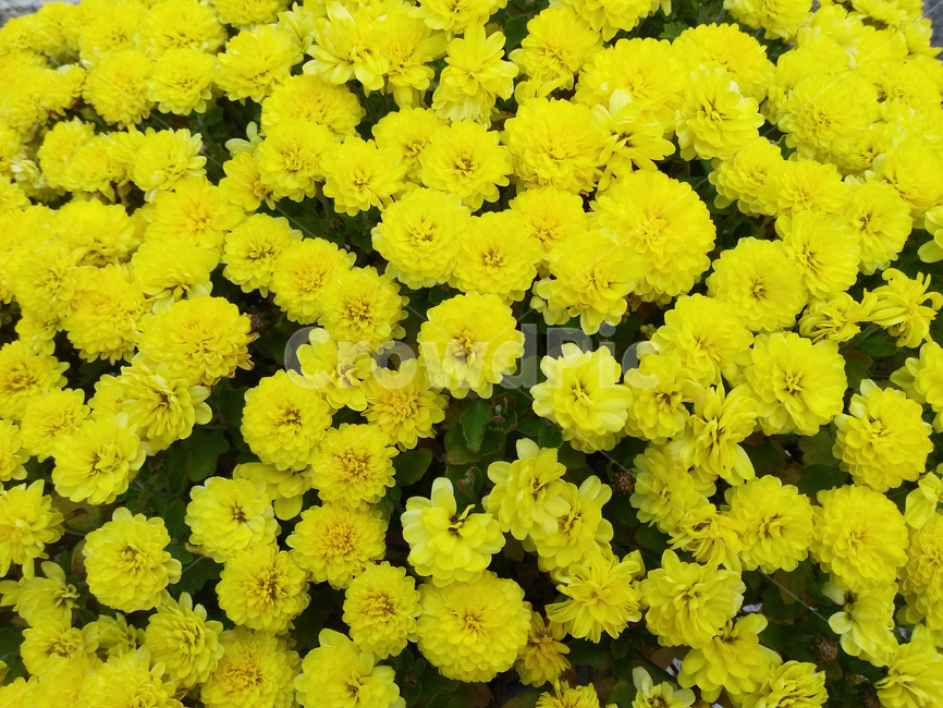 plant,식물,blossom,꽃,flower,꽃잎,노란색,많은,식물,자연,plants,nature,꽃,flower