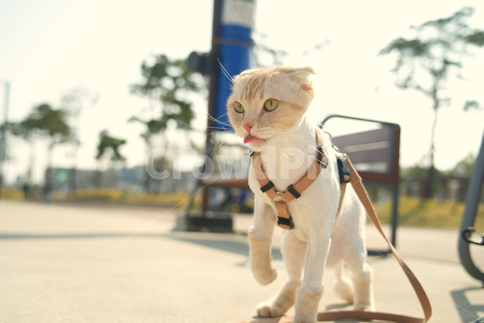 cat,고양이,고양이외출,strap,봄