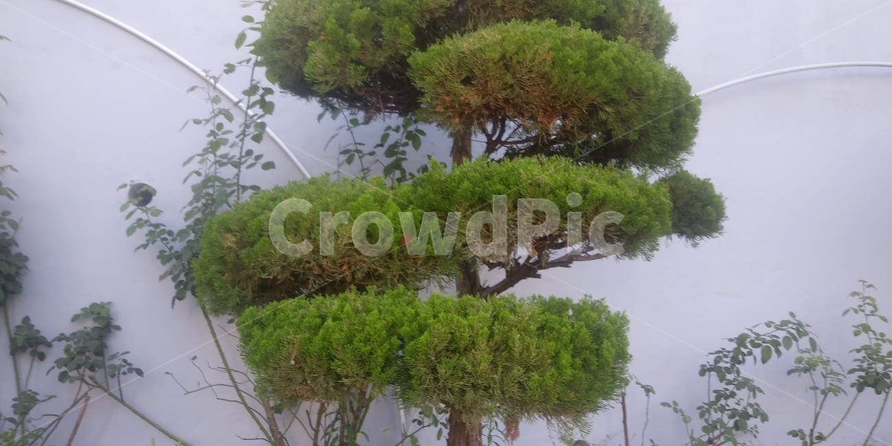 자연,맑은,깨끗,날씨,나무,식물,자연,plants,nature