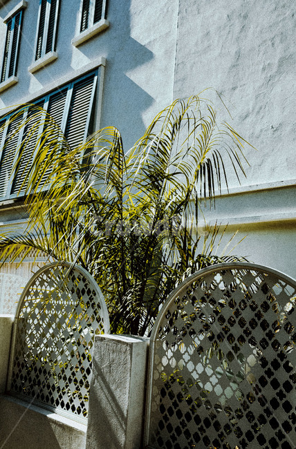 식물,초록색,꽃,plant,green,flower,tree,나무,식물,자연,plants,nature