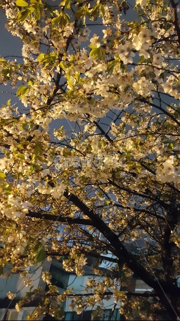 벚꽃,밤벚꽃,꽃,사쿠라,봄