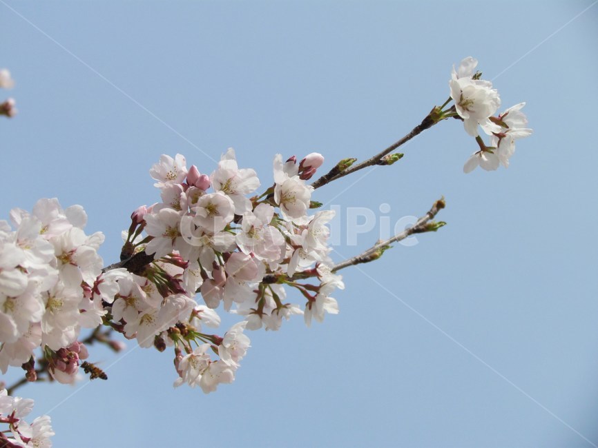 봄,벚꽃,cherryblossom,flowers,봄꽃,벚꽃나무,계절,spring,식물,자연,plants,nature,wood,trees,감성,하늘,봄하늘,식물,자연,plants,nature,꽃,flower