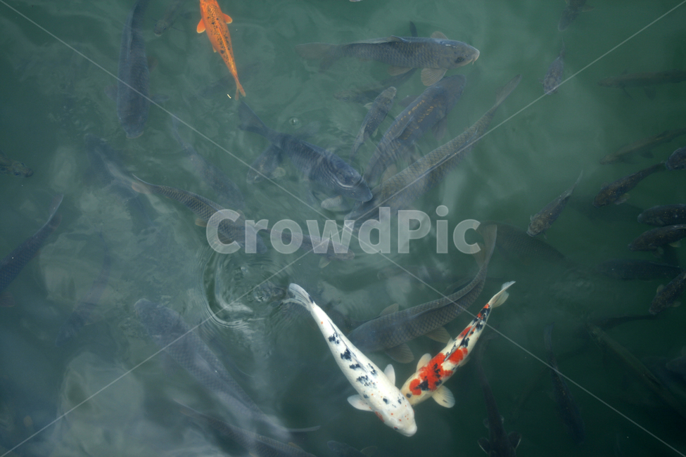 물고기,잉어,호수,여름,물결,공원,동물,animal,어류,물고기,fish