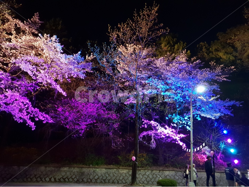 벚꽃,봄,축제,한국,왕벚나무,나무,야경,야간,풍경,산,사진,cherryblossom,봄,계절,spring,season,야경,밤,풍경,nightscape,night,landscape,식물,자연,plants,nature,나무,trees,wood