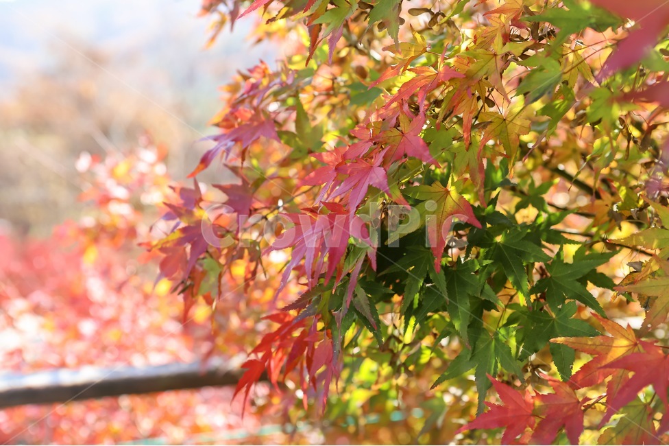 자연,가을,풍경,배경,단풍,나무,산,leaf,잎,plant,식물,tree,나무,maple,가을,계절,fall,autumn,season,자연,plants,nature,trees,wood