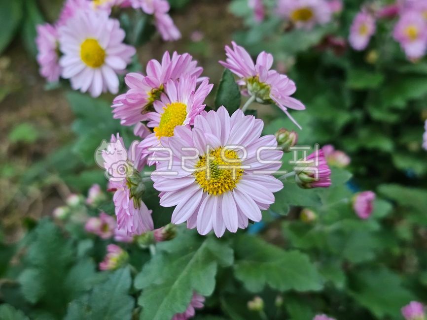 chrysanthemum flower,petal,Chrysanthemum,flower