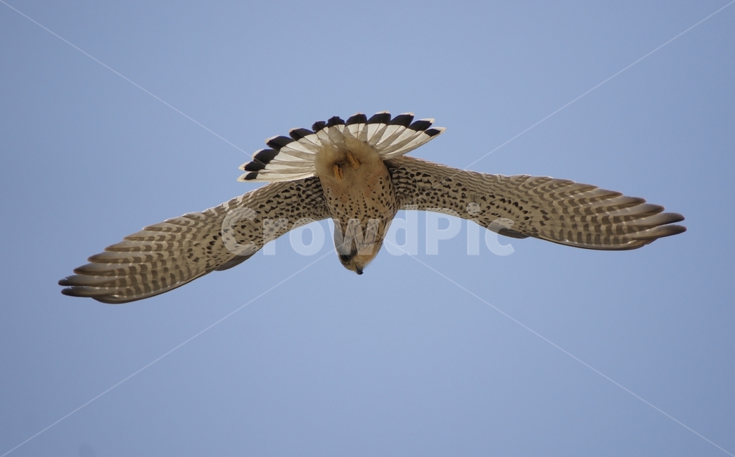 황조롱이,정지비행,천연기념물,조류,맹금류,동물,animal,조류,새,birds