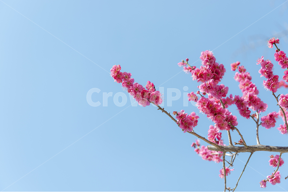 봄,매화,홍매화,하늘,꽃,계절,봄꽃,파란하늘,사군자,나무,나뭇가지,자연,plant,식물,식물,자연,plants,nature,꽃,flower
