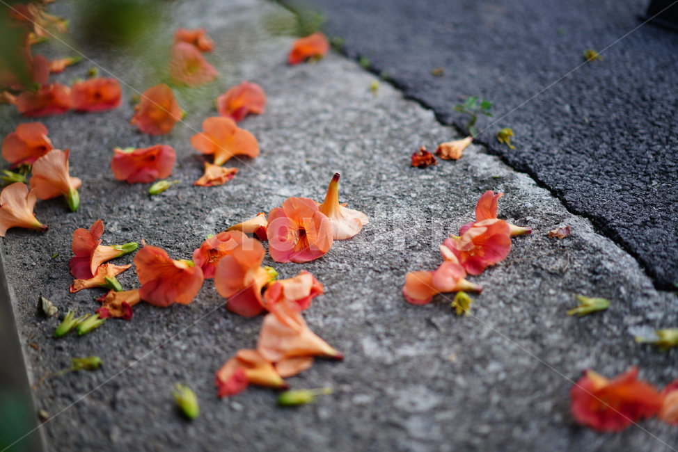 능소화,꽃,컬러,색감,주황,생명,식물,생물,flower,식물,자연,plants,nature,꽃,flower