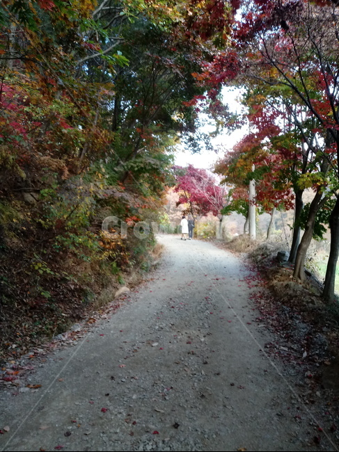 단풍,낙엽,바위,나무,물,자연,옥외,outdoors,road,water,nature,leaf,등산로,산책로,길,가을,풍경,가을,계절,fall,autumn,season,plant,식물,tree