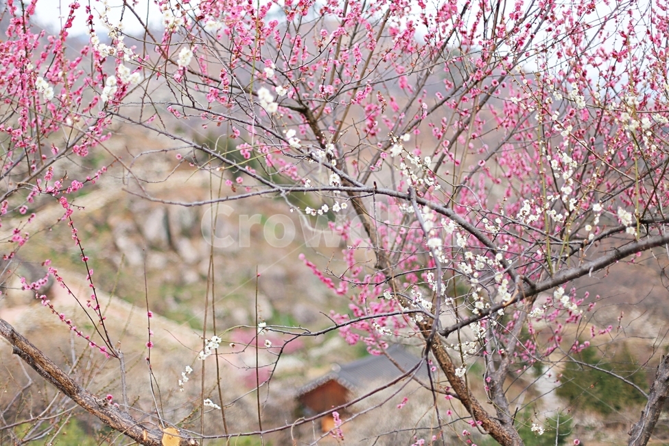 매화,매화꽃,꽃,하동,매화축제,hadong,flower,봄,계절,spring,season,식물,자연,plants,nature,꽃,flower,plant,blossom