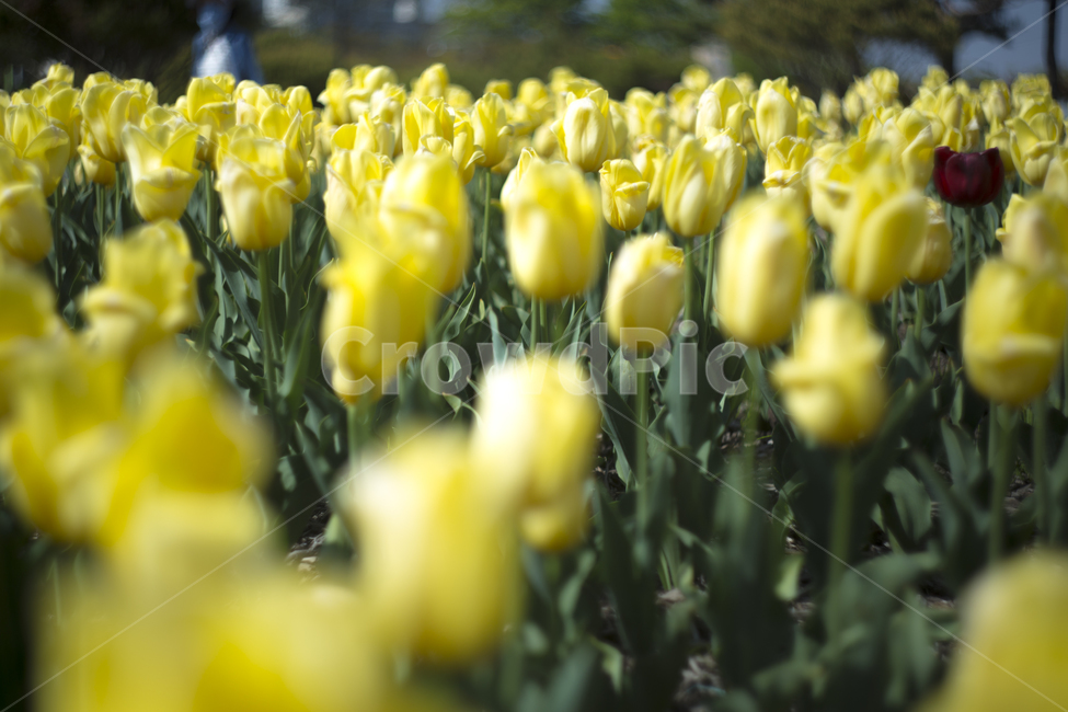봄,꽃,튤립,꽃잎,분위기,감성,푸름,잎,봄,계절,spring,season,식물,자연,plants,nature,꽃,flower,plant