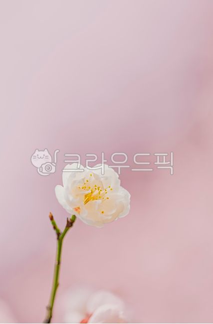 close up,pink,Spring news,flowering,branch,One bunch,flower,spring,1,White,petal,outdoors,plant,season,plum blossom