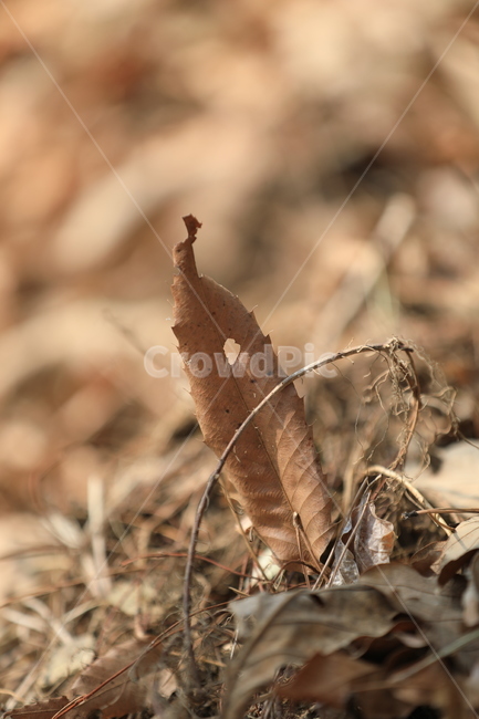식물,햇살,봄,따뜻한,감성,가을,계절,fall,autumn,season,grass,잔디,plant,leaf,잎,vegetation,초목