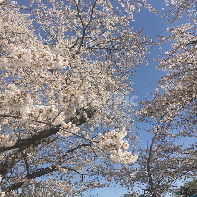 벚꽃,꽃,하늘,봄,풍경
