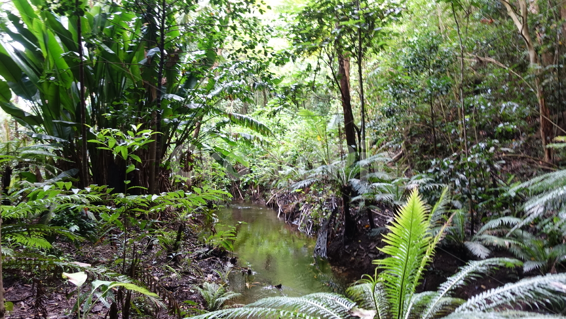jungle,rainforest,정글,열대우림,숲,forest,green,초록,개울,오르텐스,오르텐스동굴,뉴칼레도니아