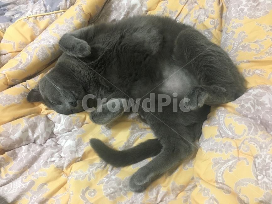 이불,고양이,포근한,러시안블루,cat