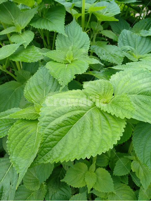 깻잎,채소,야채,쌈채소,깨