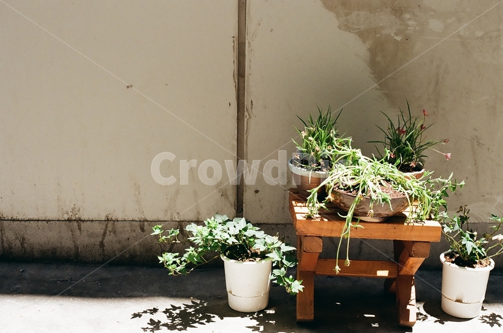 화분,식물,plant,fresh,풀,자연,카페,식물,자연,plants,nature