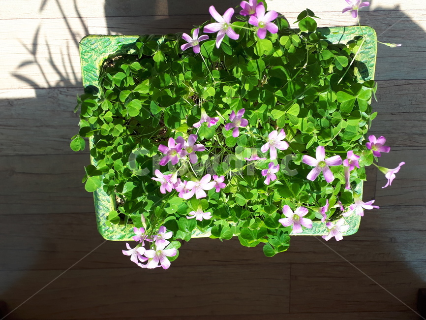 plant,식물,flower,제라늄,blossom,jar,항아리,geranium,꽃,pottedplant,화분,도기류,pottery,vase,병장식
