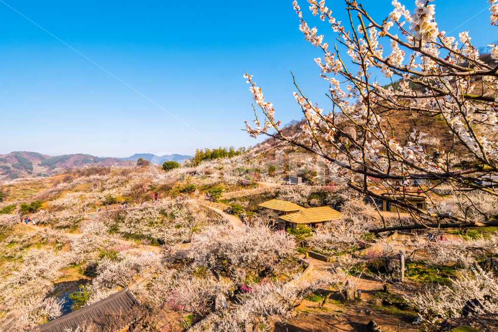 매화,꽃,청매실농장,매실,광양,전라남도,봄,계절,spring,season,자연,풍경,nature,landscape,plant,식물