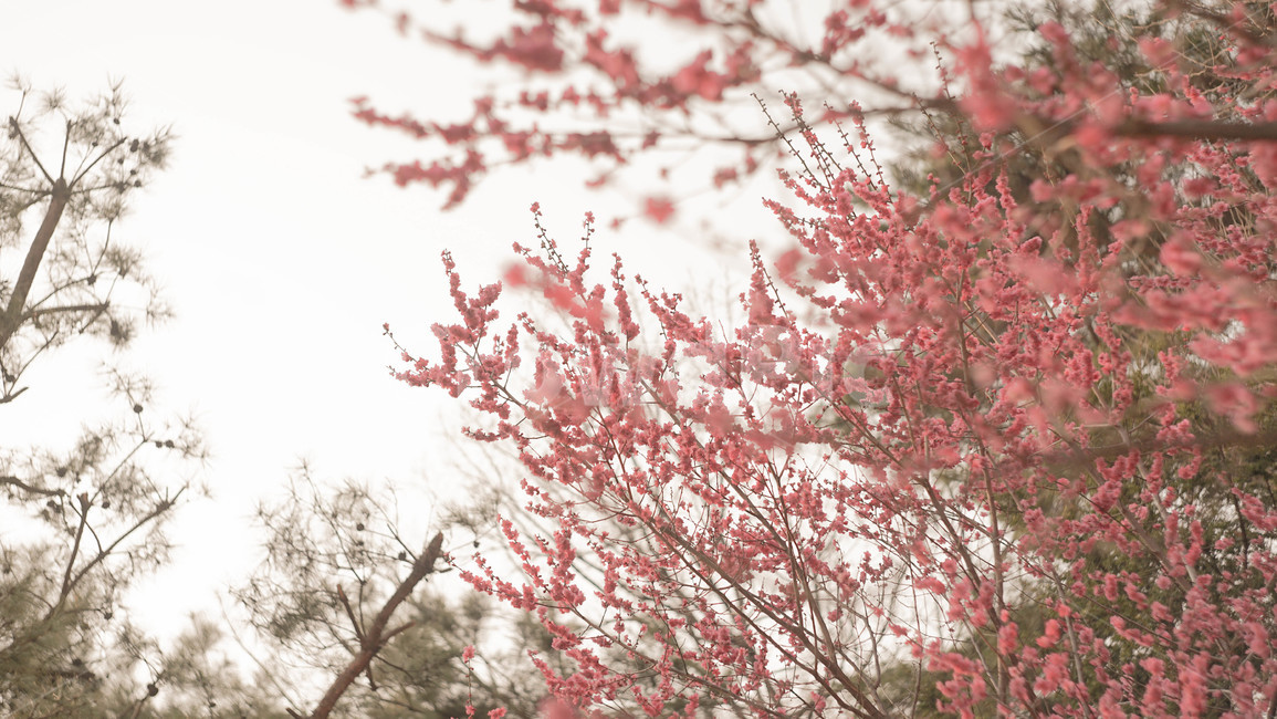 꽃배경,꽃,봄,꽃한송이,배경,편안한,빛,봄,계절,spring,season,식물,자연,plants,nature,꽃,flower,plant,blossom