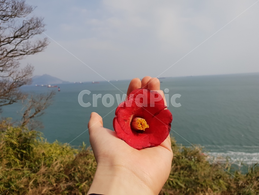 동백꽃,바다,감성,빨강,camellia