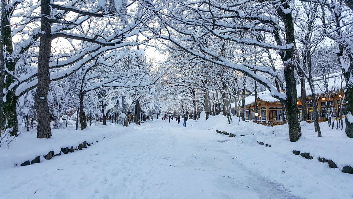 눈,snow,겨울,나무,winter,겨울,계절,winter,season,자연,풍경,nature,landscape