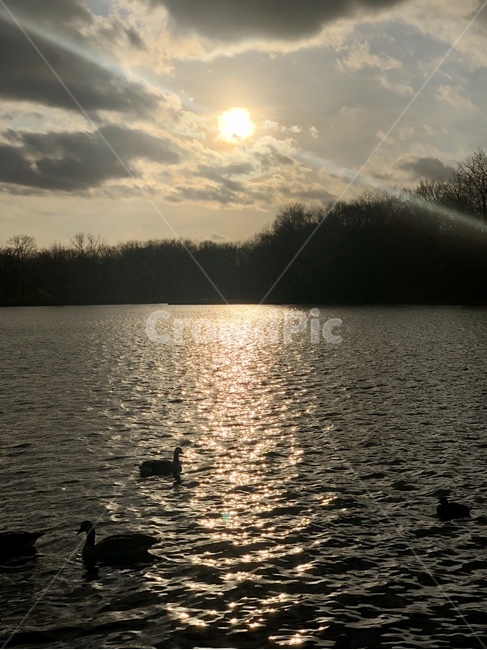 자연,호수,윤슬,새,해,기러기,평화,풍경,outdoors,pound,lake,bird,nature,light,sunset,peace