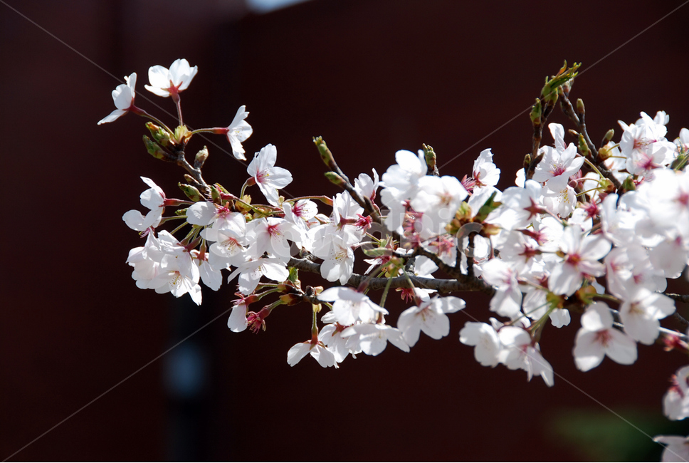 봄,자연,벗꽃,식물,꽃,아름다움,봄,계절,spring,season,식물,자연,plants,nature,꽃,flower,plant,blossom