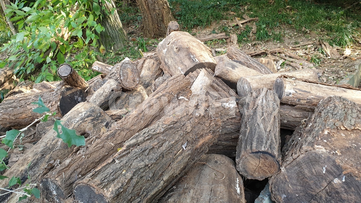 별목,나무,적재,방치,장작,wood,자연,nature,숲,load,firewood,neglect,forest
