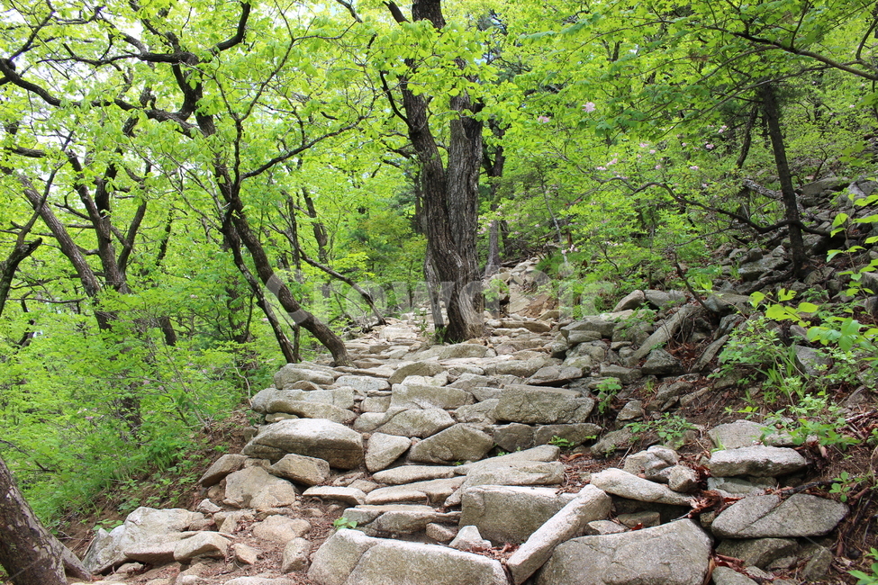 등산,산,초록,나무,tree,mountain,rock,설악산,자연,풍경,nature,landscape
