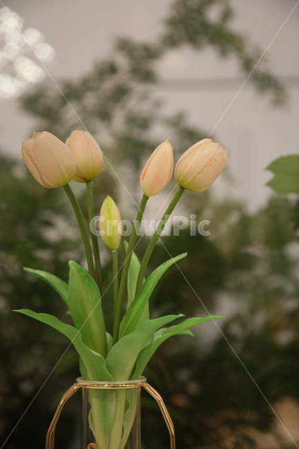 식물,꽃,튤립,plant,flower