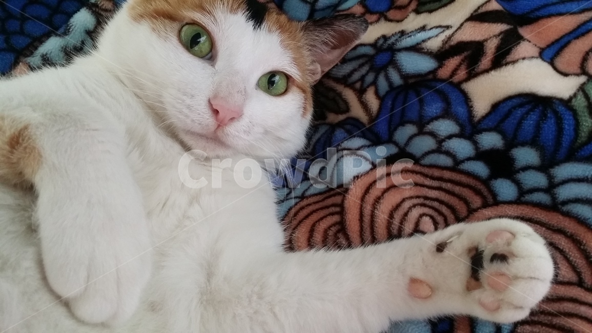 고양이,삼색이,삼색고양이,코숏,코리안숏헤어,반려동물,동물,animal,포유류,mammal,고양이,cat,kitten,kitty