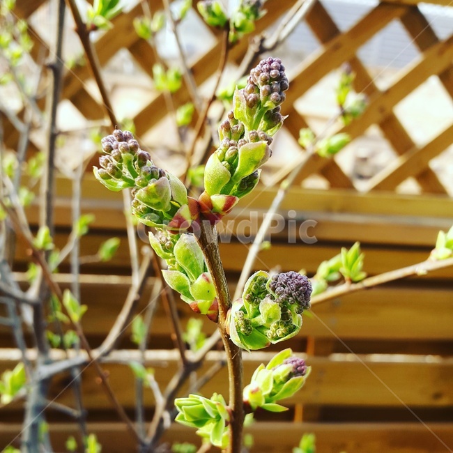 라일락,꽃,봄,꽃망울,식물,식물,자연,plants,nature