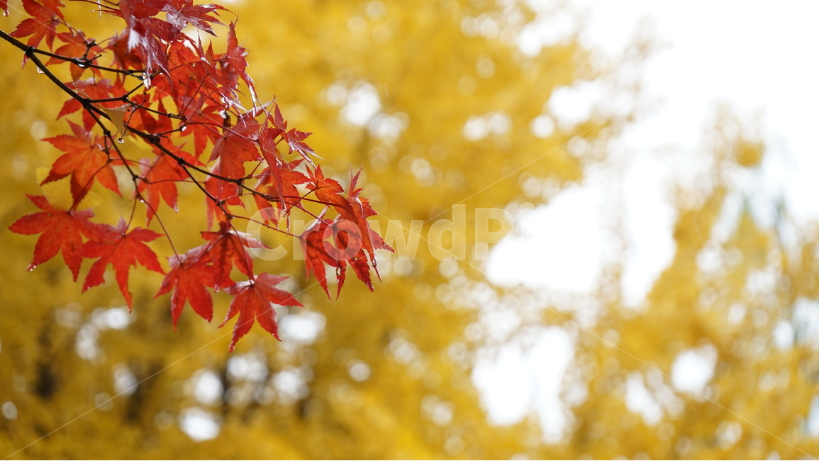 낙엽,단풍,단풍나무,은행나무,나무,비,가을,가을,계절,fall,autumn,season,식물,자연,plants,nature,plant,leaf,잎,tree