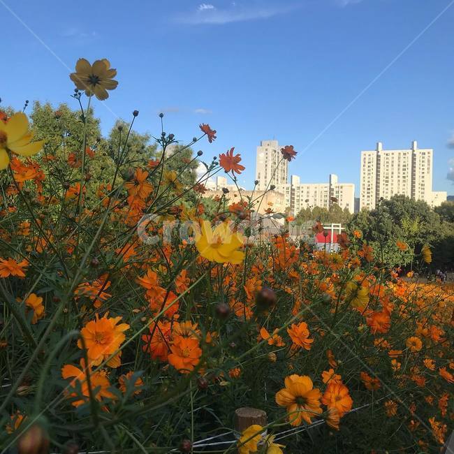 꽃,들꽃마루,들꽃,진달래,가을꽃,식물,자연,plants,nature,꽃,flower