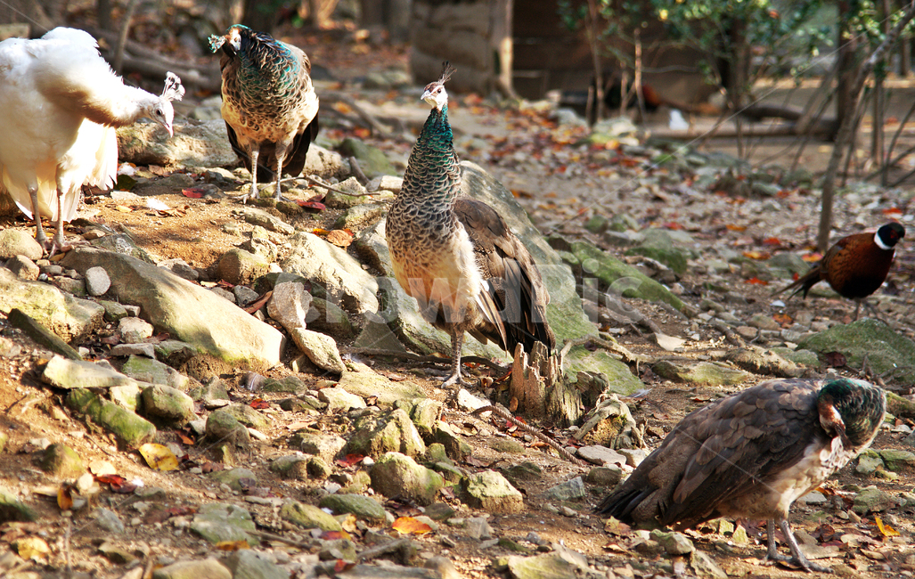 공작새,닭목,꿩과,화려함,깃털,아시아,잡식,조류,동물,animal,조류,새,birds