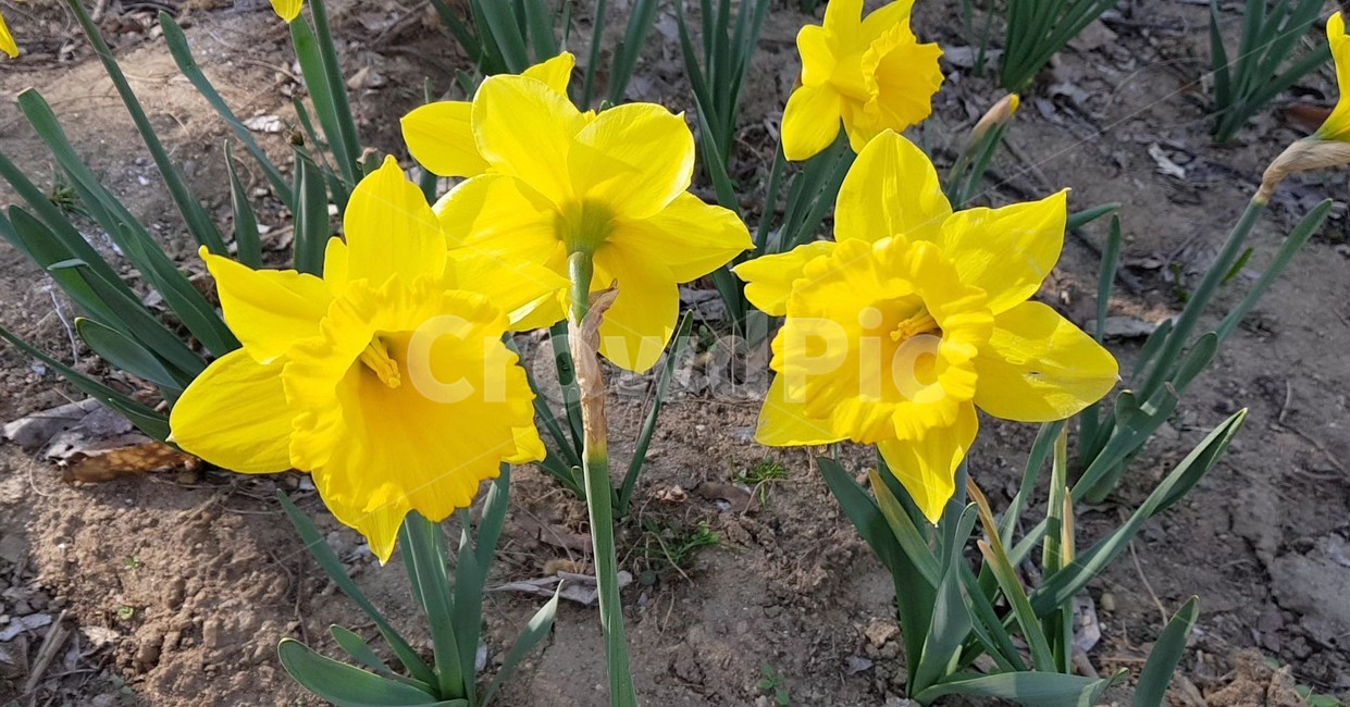 꽃,flower,daffodil,수선화,plant,식물,봄,blossom