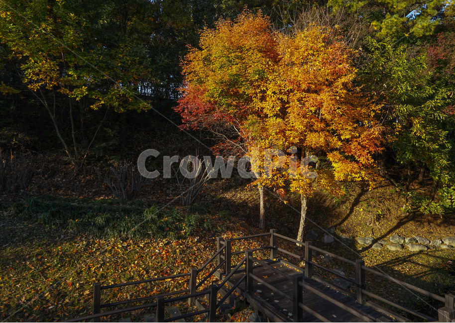 단풍,가을,추색,감성,나무,색감,공원,식물,자연,풍경,가을,계절,fall,autumn,season,자연,풍경,nature,landscape,handrail,난간,banister,tree,plant