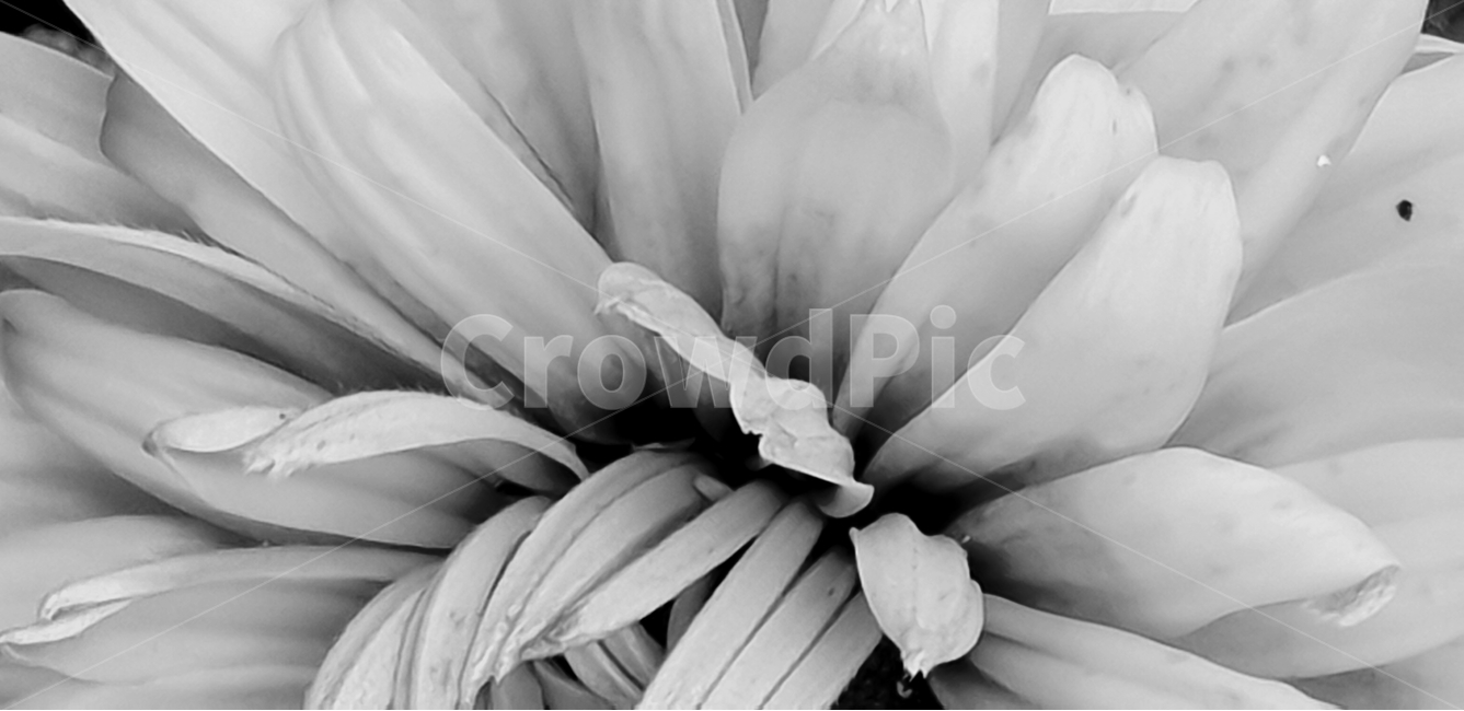 루드베키아,꽃,flower,노랑색,backgroundimage,배경이미지,다년생,여름꽃,자연,야생화,nature,배경,배경화면,색감,바탕,텍스쳐,질감,패턴,이미지,꽃,flower,흑백,모노톤,monochrome,black and white
