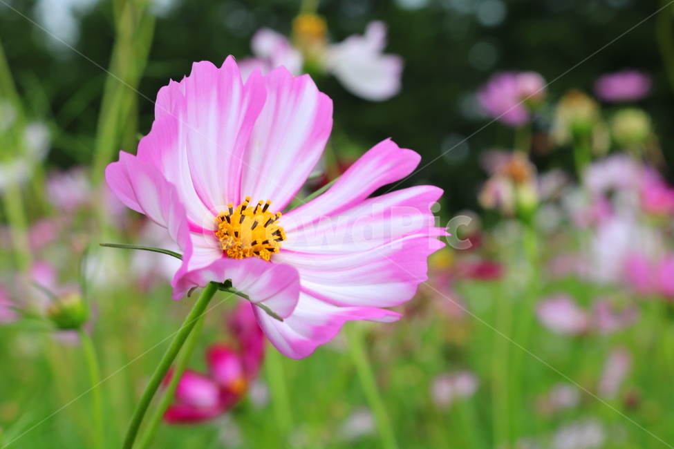 꽃,코스모스,코스모스꽃,식물,국화과,가을,식물,자연,plants,nature,꽃,flower