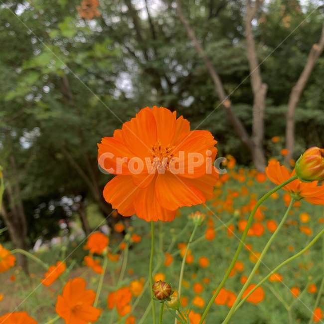 plant,식물,blossom,꽃,flower,코스모스,주황코스모스,풀,꽃밭,식물,자연,plants,nature,꽃,flower
