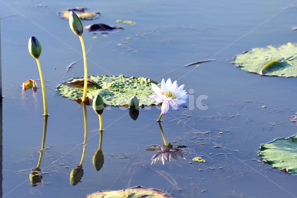 연못,수련,식물,자연,여름,정원,푸르른,물,수경식물,연못가,연못정원,plants,nature,연,연꽃,힐링,flower,감성,연잎,식물,자연,plants,nature,꽃,flower