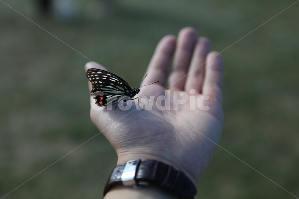 나비,손,자연,공원,풀,아웃포커싱,butterfly,hand,nature,park,grass,shallowfocus,동물,animal,곤충,벌레,insect,bug,사람,인물,인간,human,person,신체일부,몸,body,감성,sensible,feeling
