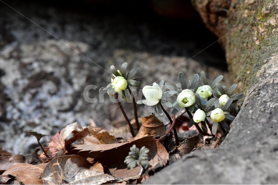 변산바람꽃,2018년,3월,야생화,꽃,생태,식물,자연,들꽃,산꽃,봄,감성,힐링,플라워,계절,시즌,wild,Flower,plants,nature,spring,season,배경,나무,목본,풀,초본,미나리아재비과,너도바람꽃속,flower,생태사진,봄꽃,변산,원조,자생지,오리지널,봄,계절,spring,season,식물,자연,plants,nature,꽃,flower,plant,blossom
