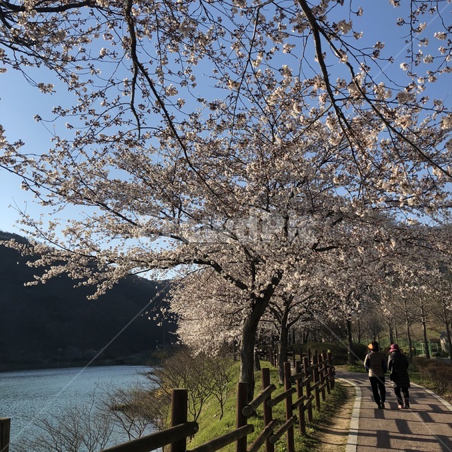 벚꽃,벚나무,산책,봄날씨,봄,봄,계절,spring,season,plant,식물,blossom,꽃,flower